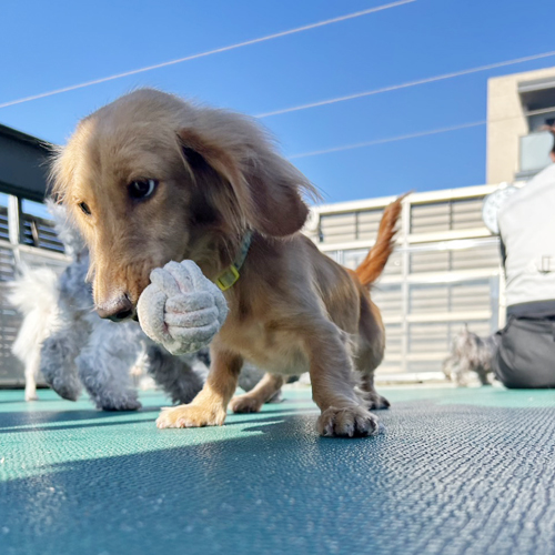 生徒が撮影したモデル犬写真③